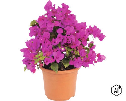 Plantă Bougainvillea cu bractee violete într-un ghiveci din plastic (Image AI modified or generated)