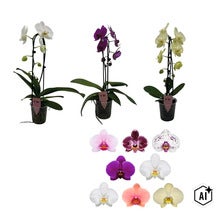 Trei orhidee Phalaenopsis in ghivece de plastic cu o prezentare generala a diferitelor culori si modele de flori (Image AI modified or generated)