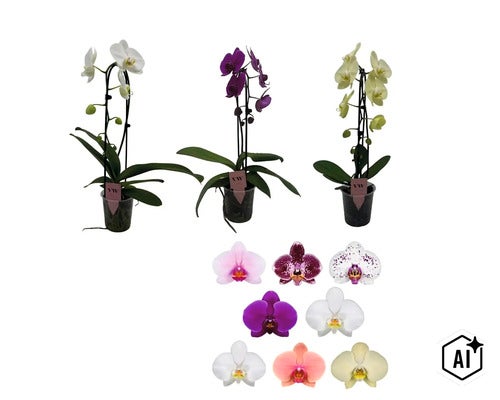 Trei orhidee Phalaenopsis in ghivece de plastic cu o prezentare generala a diferitelor culori si modele de flori (Image AI modified or generated)