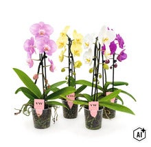 Patru orhidee Phalaenopsis înflorite în ghivece transparente cu etichetă VW Orchids. (Image AI modified or generated)