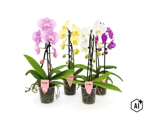 Patru orhidee Phalaenopsis înflorite în ghivece transparente cu etichetă VW Orchids. (Image AI modified or generated)