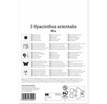 Verso ambalaj produs pentru Hyacinthus orientalis Mix cu simboluri pentru locație, utilizare, parfum, insecte și rezistență la îngheț.