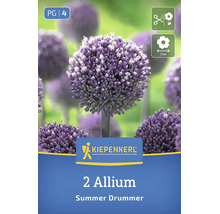 Bulbi pentru Allium Summer Drummer Kiepenkerl cu doi bulbi, potriviți pentru flori tăiate, diametrul florii 7 centimetri.