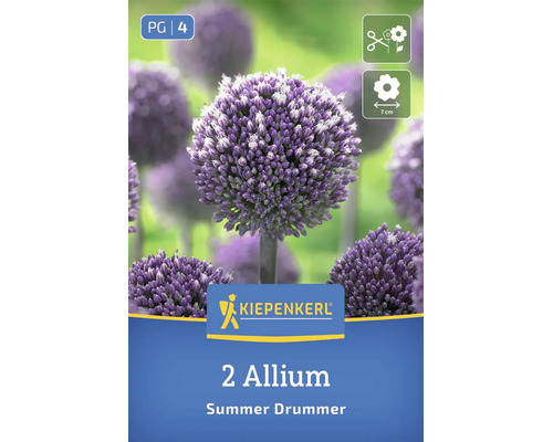 Bulbi pentru Allium Summer Drummer Kiepenkerl cu doi bulbi, potriviți pentru flori tăiate, diametrul florii 7 centimetri.
