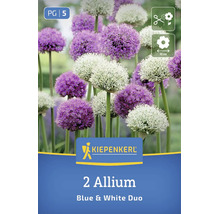 Bulbi de flori usturoi ornamental Kiepenkerl Blue and White Duo cu inflorescențe rotunde potrivite pentru tăiere și diametru de 10 centimetri