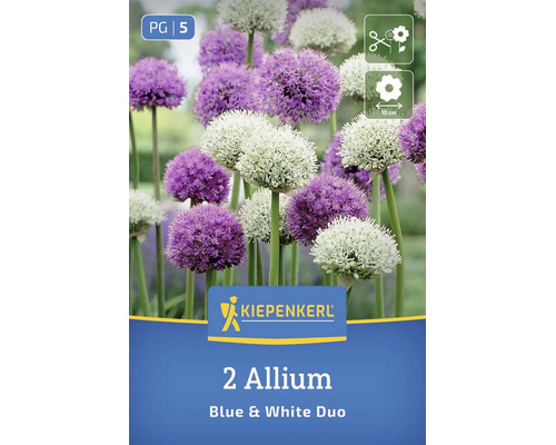 Bulbi de flori usturoi ornamental Kiepenkerl Blue and White Duo cu inflorescențe rotunde potrivite pentru tăiere și diametru de 10 centimetri