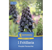 Bulb de floare Kiepenkerl Profi-Line Fritillaria Purple Favourite cu flori în formă de clopot.