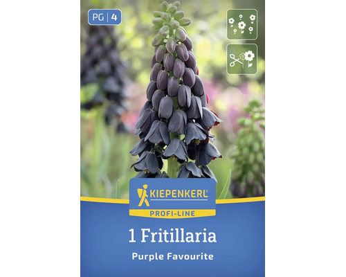 Bulb de floare Kiepenkerl Profi-Line Fritillaria Purple Favourite cu flori în formă de clopot.