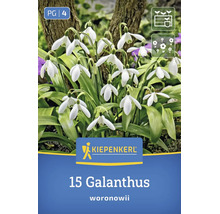 Bulbi de flori Kiepenkerl 15 Galanthus woronowii ghiocel în grădină