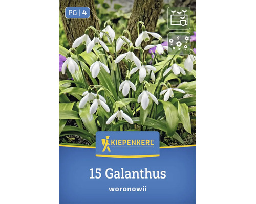 Bulbi de flori Kiepenkerl 15 Galanthus woronowii ghiocel în grădină