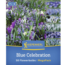 Amestec de bulbi de flori Kiepenkerl Blue Celebration cu 50 de bulbi pentru o selecție de flori de primăvară timpurii în nuanțe albastre.
