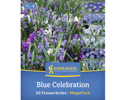 Amestec de bulbi de flori Kiepenkerl Blue Celebration cu 50 de bulbi pentru o selecție de flori de primăvară timpurii în nuanțe albastre.