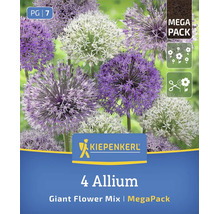 Mix de flori gigant Allium Kiepenkerl Mega Pack cu patru bulbi de flori pentru grădină.