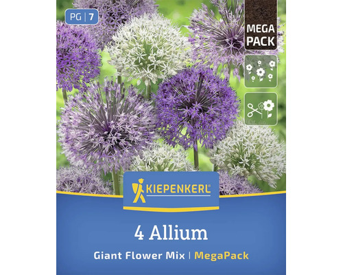Mix de flori gigant Allium Kiepenkerl Mega Pack cu patru bulbi de flori pentru grădină.