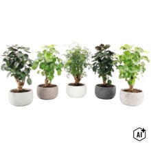 Cinci plante de apartament diferite, asezate in ghivece cu textura, aliniate una langa alta. (Image AI modified or generated)