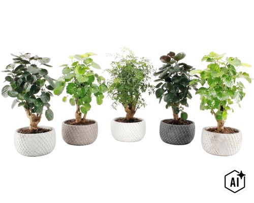 Cinci plante de apartament diferite, asezate in ghivece cu textura, aliniate una langa alta. (Image AI modified or generated)