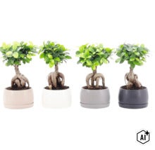Patru plante Ficus Ginseng in ghivece rotunde cu radacini vizibile ca plante de apartament (Image AI modified or generated)
