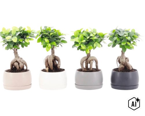 Patru plante Ficus Ginseng in ghivece rotunde cu radacini vizibile ca plante de apartament (Image AI modified or generated)