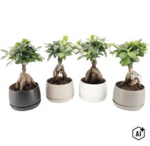 Patru plante bonsai Ficus Ginseng în ghivece rotunde din ceramică în diverse culori (Image AI modified or generated)