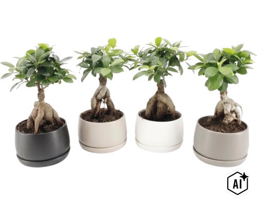 Patru plante bonsai Ficus Ginseng în ghivece rotunde din ceramică în diverse culori (Image AI modified or generated)