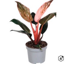 Planta de interior Philodendron Pink Princess intr un ghiveci de plastic (Image AI modified or generated)