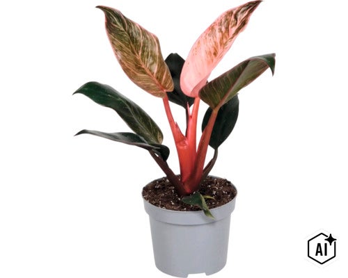 Planta de interior Philodendron Pink Princess intr un ghiveci de plastic (Image AI modified or generated)
