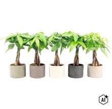 Cinci exemplare de Pachira aquatica cu trunchi împletit în ghivece rotunde pentru plante de interior (Image AI modified or generated)