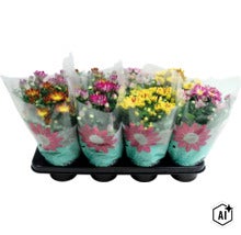 Crizanteme în patru ghivece din plastic pe o tăviță neagră, ambalate în folie transparentă cu imprimeu floral. (Image AI modified or generated)