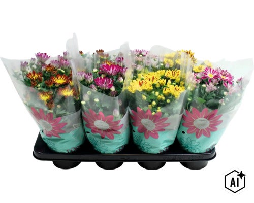 Crizanteme în patru ghivece din plastic pe o tăviță neagră, ambalate în folie transparentă cu imprimeu floral. (Image AI modified or generated)