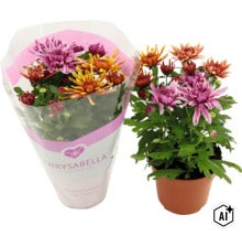 Două plante de crizanteme marca Chrysabella în ghivece cu flori colorate pentru interior și exterior. (Image AI modified or generated)
