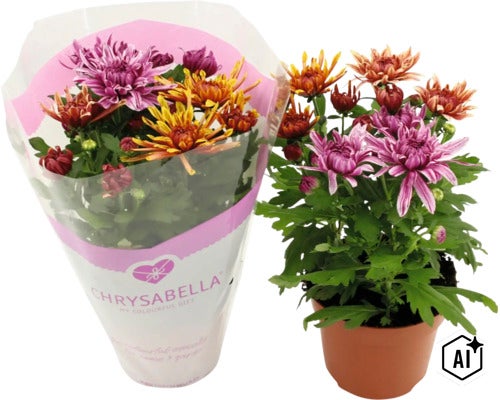 Două plante de crizanteme marca Chrysabella în ghivece cu flori colorate pentru interior și exterior. (Image AI modified or generated)