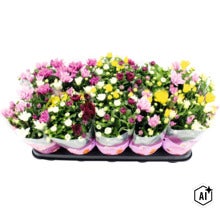 Tavă cu diverse plante de crizanteme înflorite în diferite culori și boboci (Image AI modified or generated)