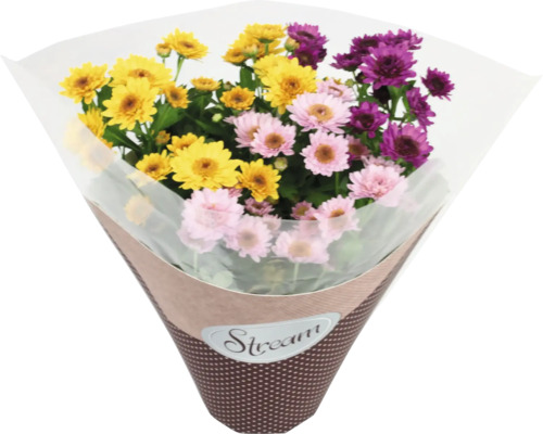 Crizantemă Chrysanthemum Indicum Anemona Sunset ghiveci Ø 12 cm buc