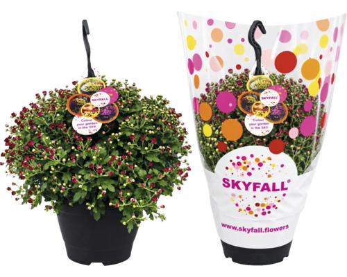 Crizantemă Chrysanthemum Indicum Skyfall ghiveci Ø 25 cm buc