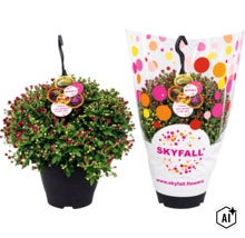Crizantemă Skyfall sub formă de plantă suspendată în ghiveci cu agățătoare (Image AI modified or generated)