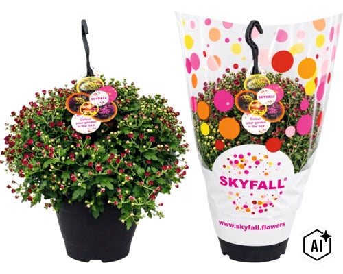 Crizantemă Skyfall sub formă de plantă suspendată în ghiveci cu agățătoare (Image AI modified or generated)