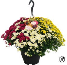 Crizanteme multicolore ca plantă suspendată în ghiveci cu agățătoare (Image AI modified or generated)