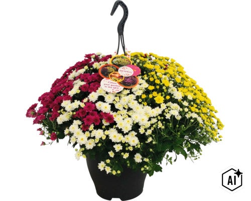 Crizanteme multicolore ca plantă suspendată în ghiveci cu agățătoare (Image AI modified or generated)