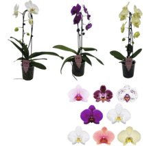 Orhidee Phalaenopsis în ghivece și o selecție de diferite forme și culori ale florilor pentru îngrijirea plantelor de interior.