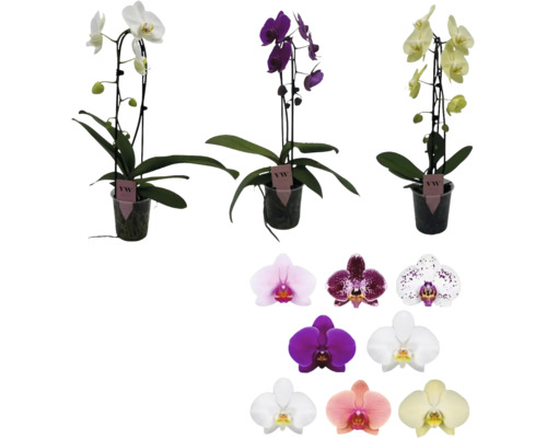Orhidee Phalaenopsis în ghivece și o selecție de diferite forme și culori ale florilor pentru îngrijirea plantelor de interior.