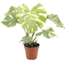 Planta de interior Monstera deliciosa variegata cu frunze variegate intr un ghiveci din plastic