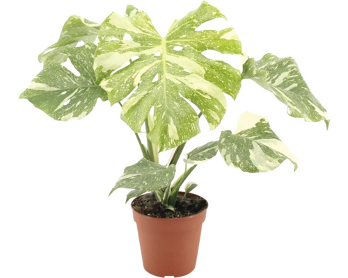 Planta de interior Monstera deliciosa variegata cu frunze variegate intr un ghiveci din plastic