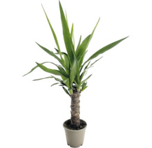 Yucca ca plantă de interior cu tulpină robustă în ghiveci