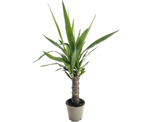 Yucca ca plantă de interior cu tulpină robustă în ghiveci
