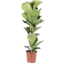 Smochin cu frunze de vioară Ficus lyrata ca plantă de interior într-un ghiveci de plastic cu băț de susținere