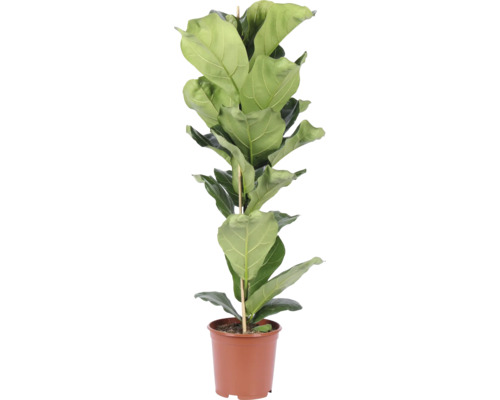 Smochin cu frunze de vioară Ficus lyrata ca plantă de interior într-un ghiveci de plastic cu băț de susținere