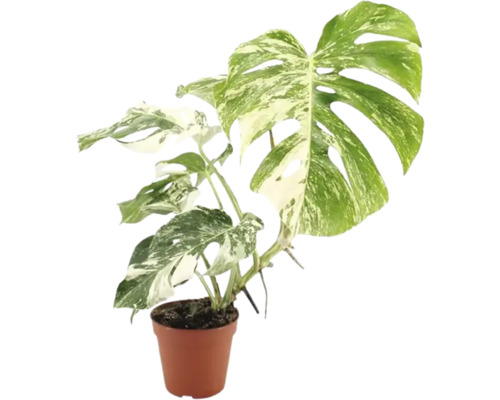Planta de interior Monstera Deliciosa Variegata in ghiveci din plastic