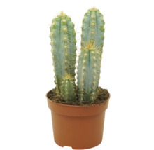 Cactus coloană cu trei cactuși într-un ghiveci rotund din plastic cu pământ ca plantă de apartament pentru interior