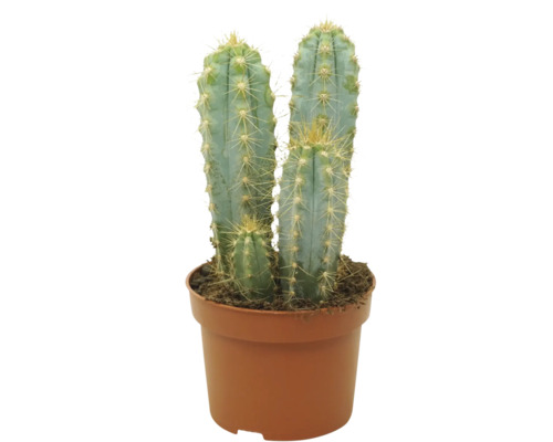 Cactus coloană cu trei cactuși într-un ghiveci rotund din plastic cu pământ ca plantă de apartament pentru interior