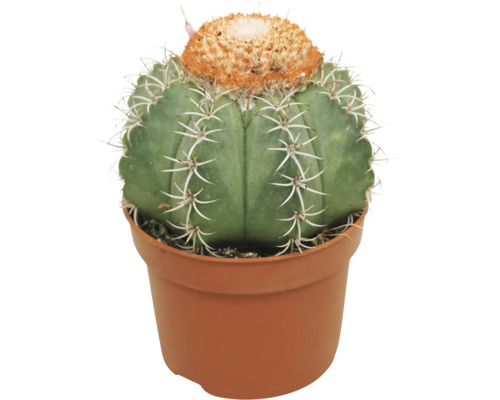 Cactusi sferici cu spini și coroană portocalie în ghiveci din plastic.